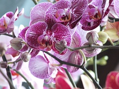 orchidsNL (32)